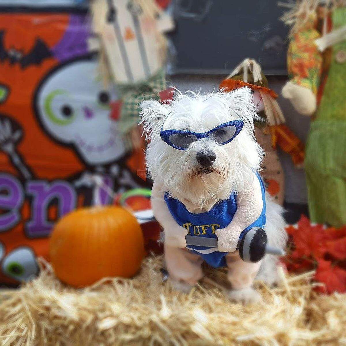 @thepupdiary