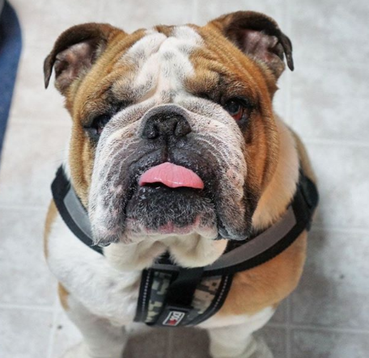 via bullies2therescue on Instagram