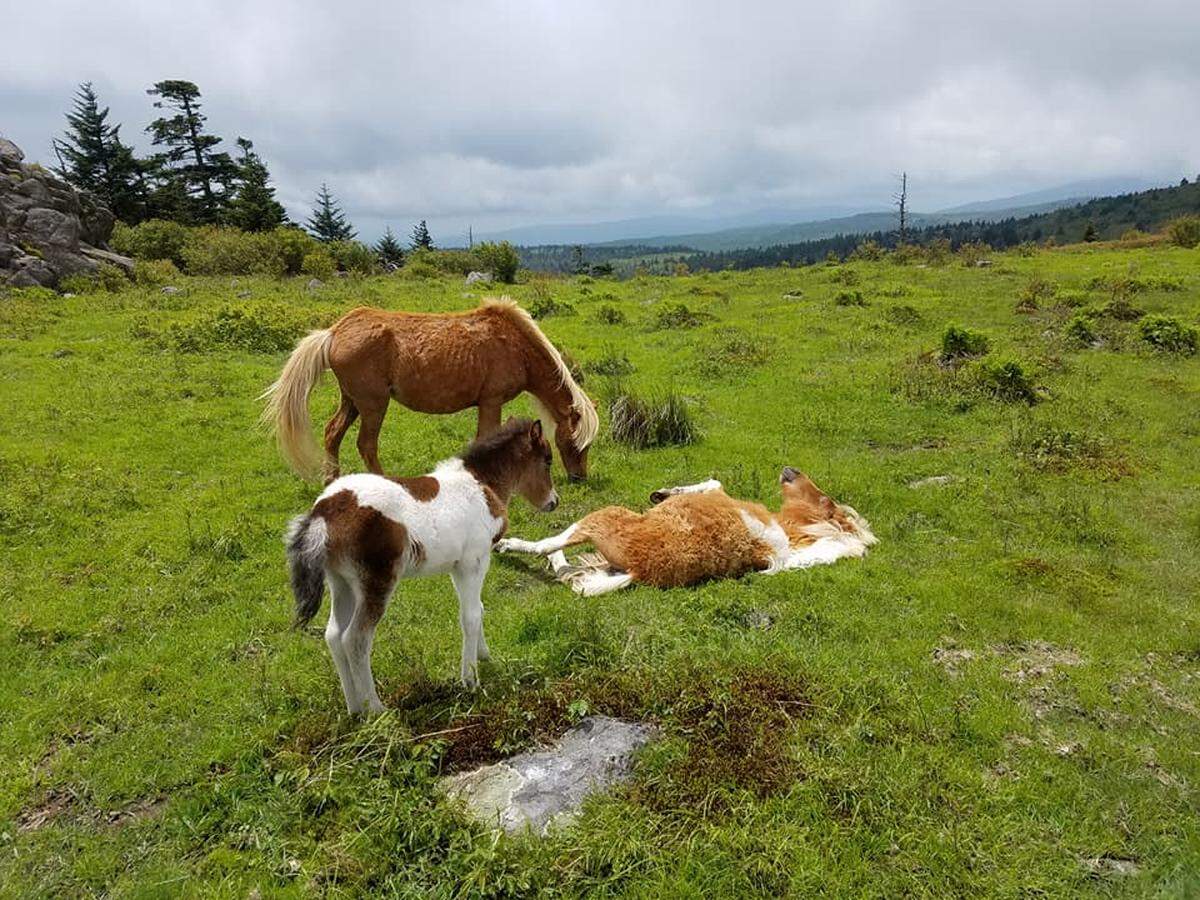 Ponies at play