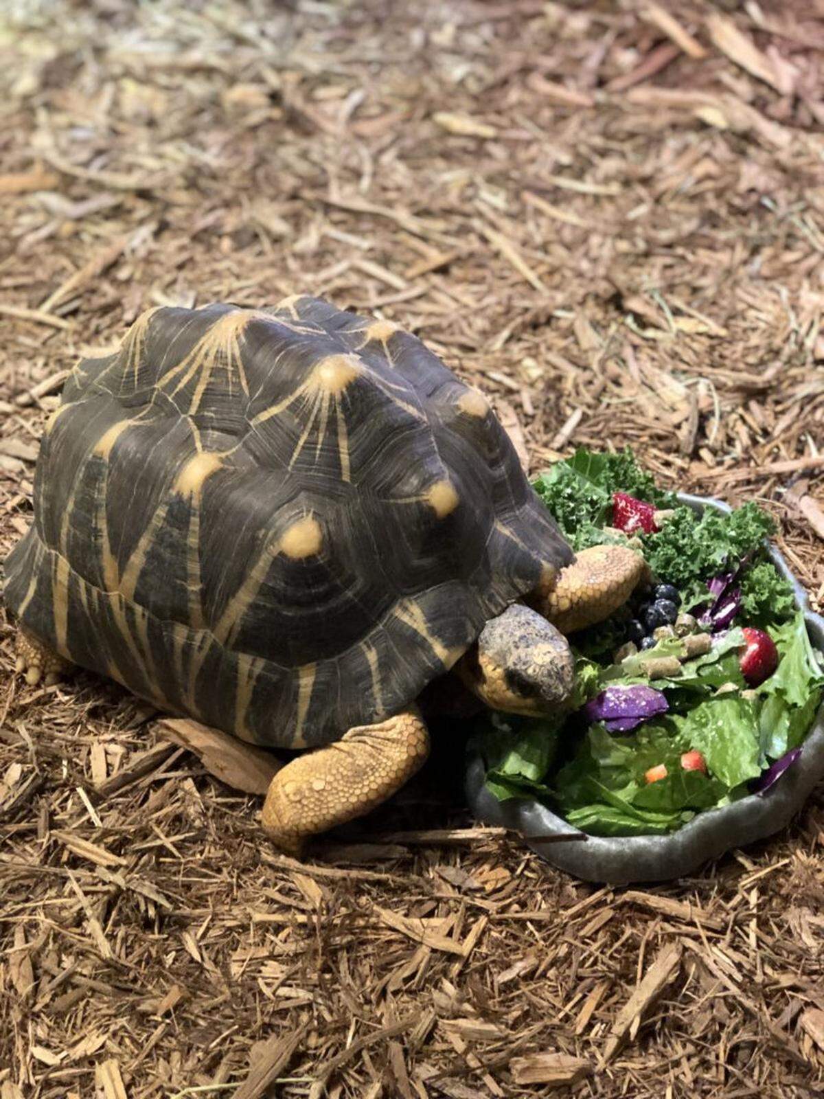 Fuji enjoying some food