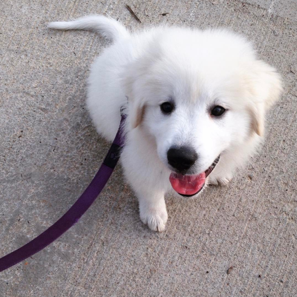 @lunathewonderpup