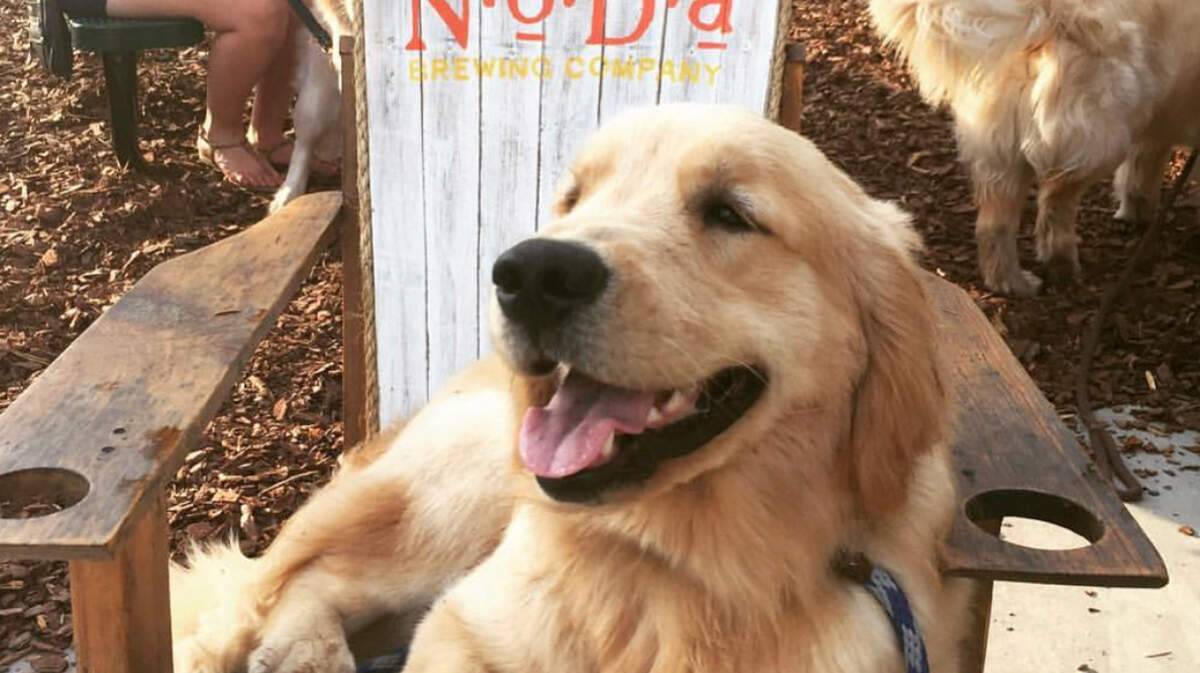 Image courtesy of NoDa Brewing