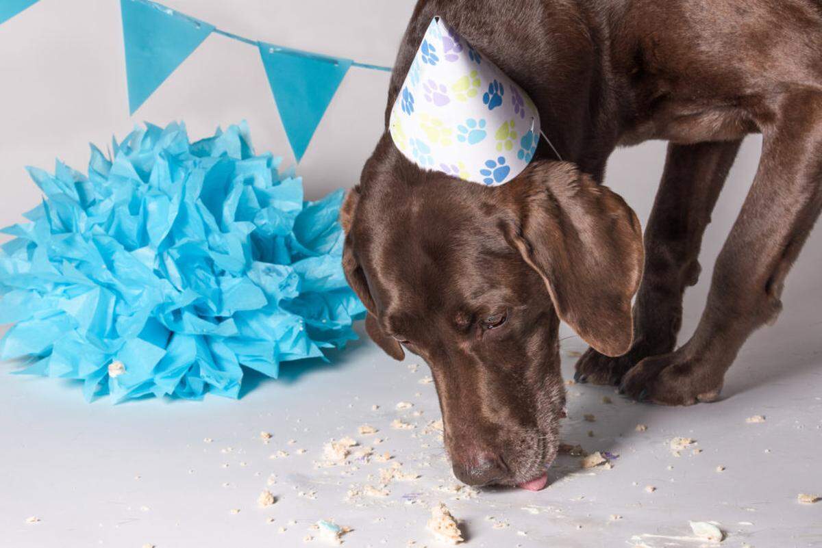 Dog cake smash by BARKography