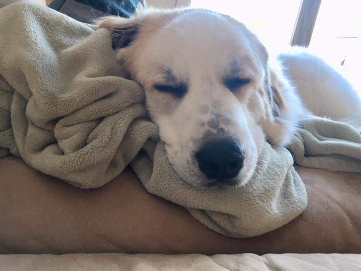 Maisie, passed out on the couch after the dog park.
