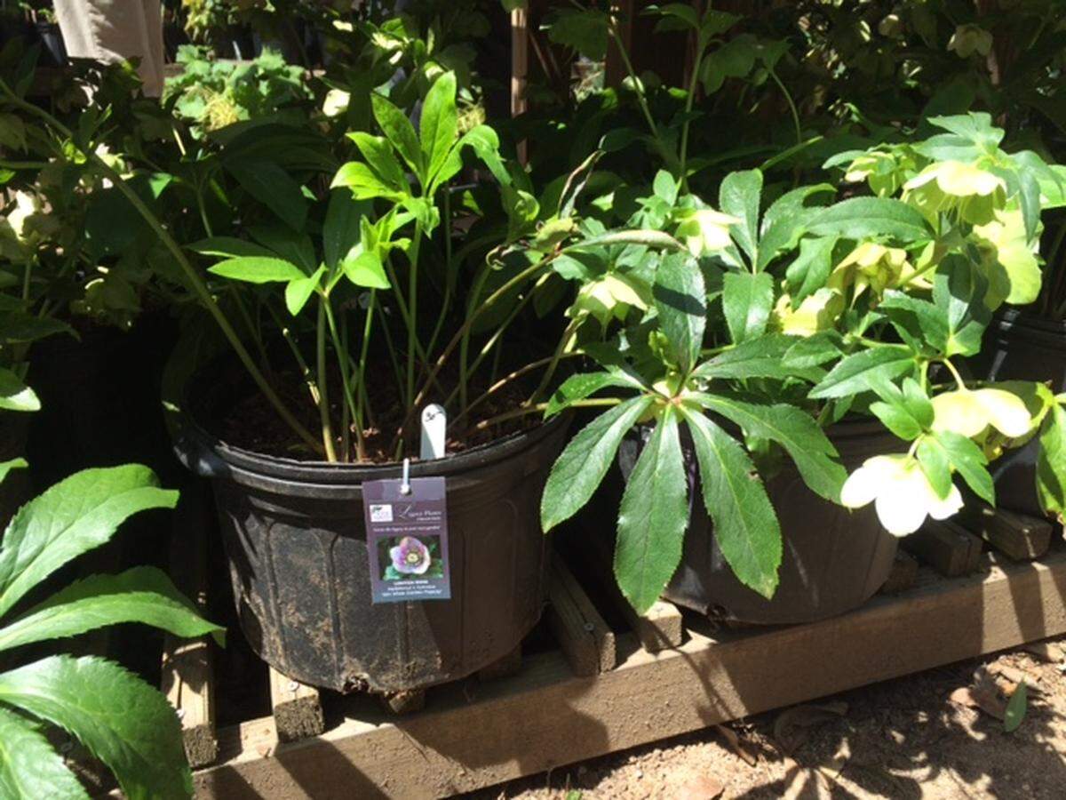 Lenten Roses