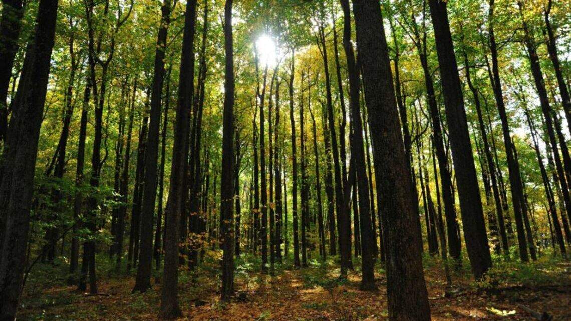 ‘We’re losing our beauty’: Charlotte OKs changes to tree rules despite opposition