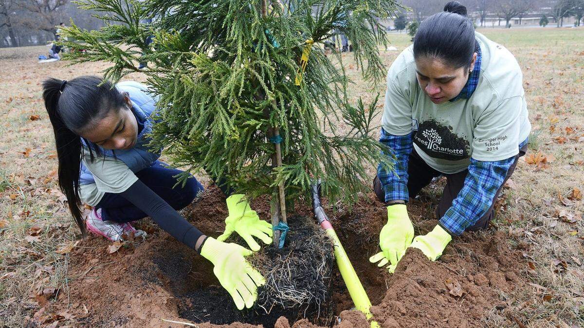 Eleven-year-old Rosie Guadarrama and her mother Rosa Guadarrama volunteered to help[ plant trees at Garinger High School on a misty Saturday morning.
 TreesCharlotte  lead a tree planting event on the campus of Garinger High School on Saturday December 6, 2014. After opening remarks from Mayor Daniel Clodfelter and CMS Deputy Supt. Ann Clark, more than 200 volunteers separated into groups to plant about 400 trees all over the campus. Garinger is the 11th campus where trees have been planted this year, bringing the total to about 4,000.