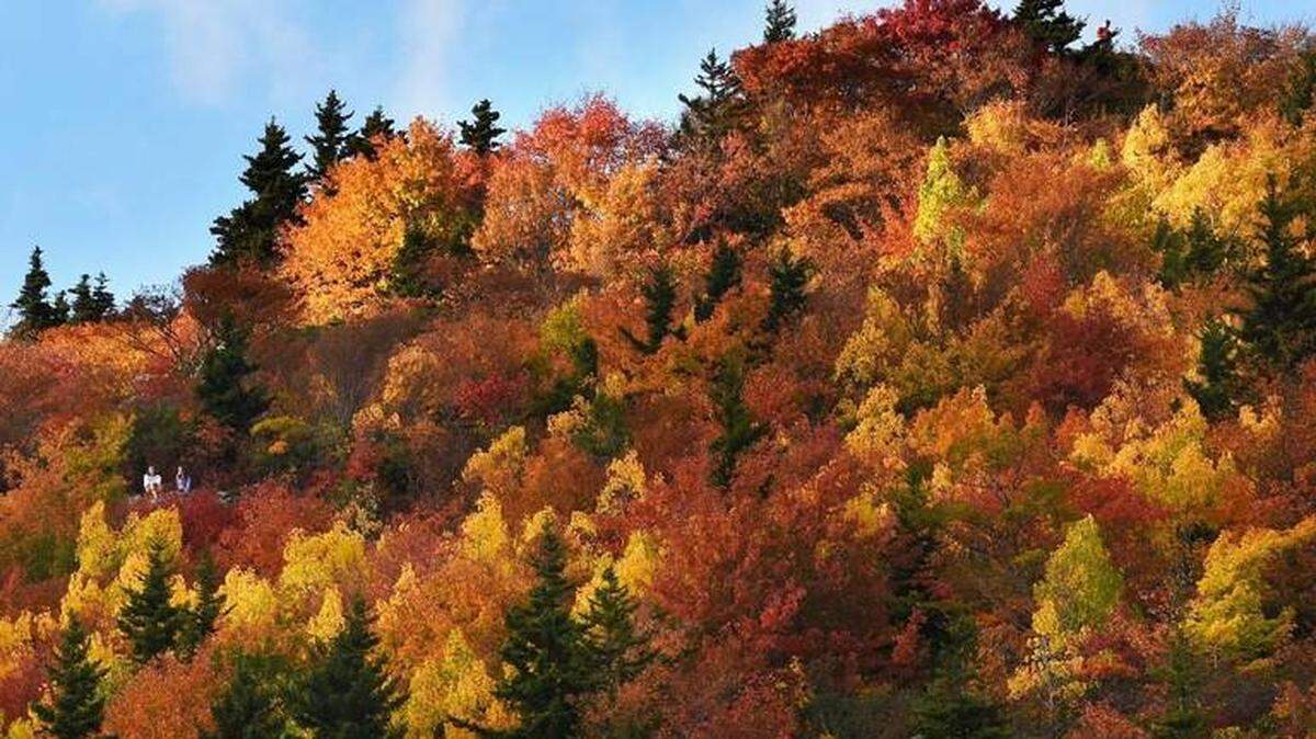 Chuck Liddy/News & Observer<br/>Two hikers enjoy the spectacular fall color along the Blue Ridge Parkway on the Tanawha Trail near Grandfather Mountain, N.C. in 2016.