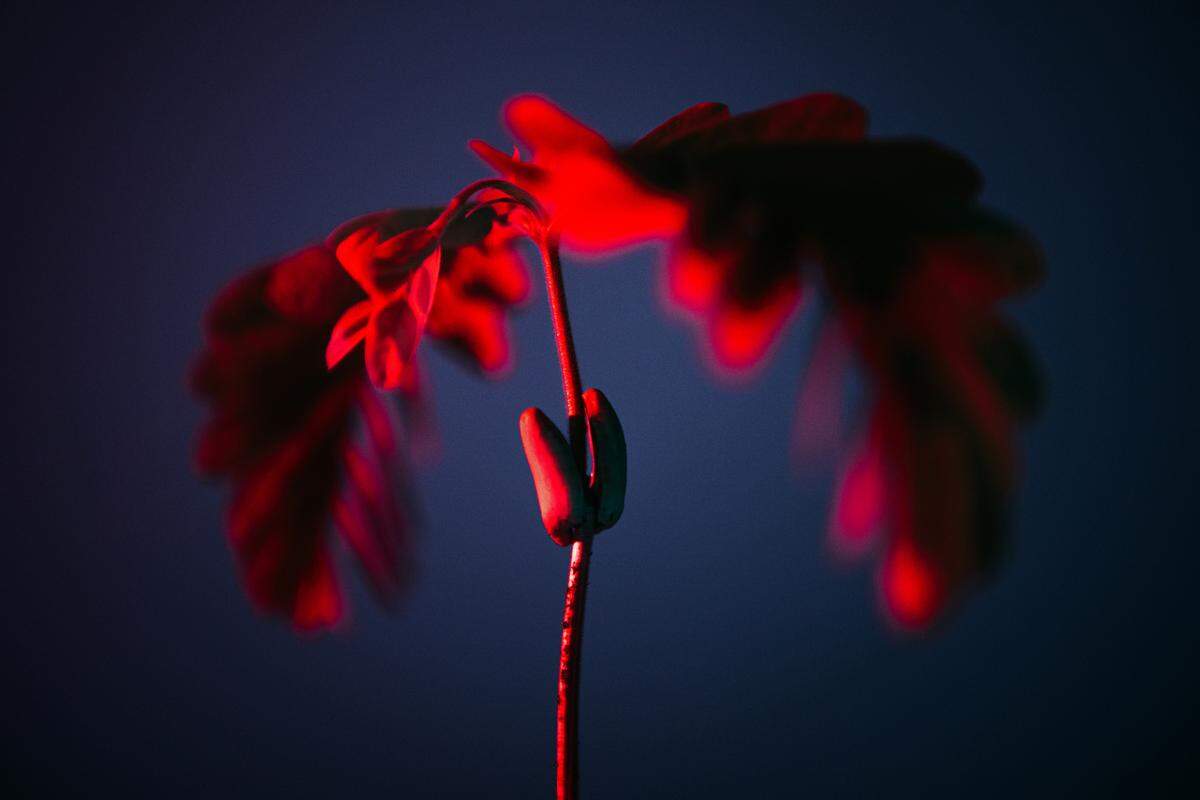 A small plant growing underneath red light.