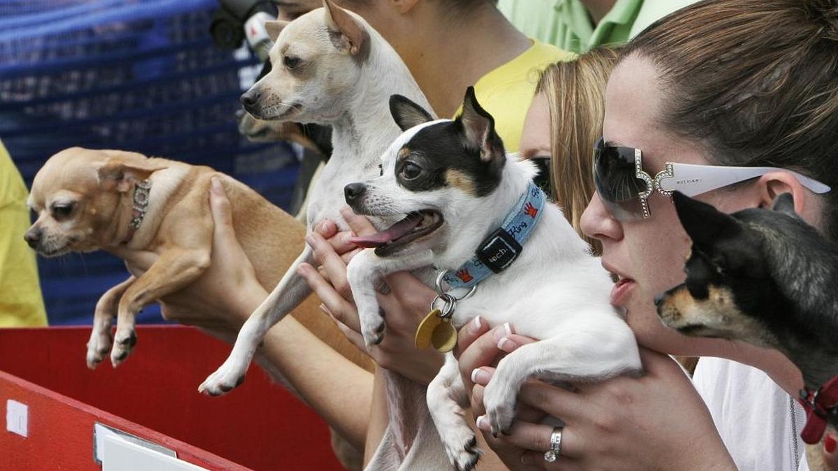 Chihuahua RacesEpiCentre, 210 E. Trade St.Saturday, 3 p.m.: The EpiCentre and Vida Mexican Kitchen y Cantina are celebrating Cinco de Mayo a bit early with Chihuahua races in the courtyard. Free to register or watch. Proceeds from drink specials benefit Humane Society of Charlotte. More information at charlotte.vidacantina.com.