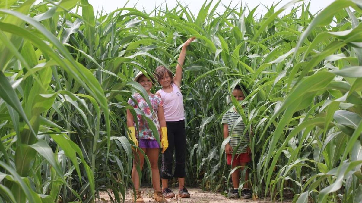 
Pumpkin Picking and Corn Maze
Hall Family Farm, 10713 Providence Road WestWednesday, 9 a.m. - 6 p.m.: A five-acre corn maze, pumpkin picking and hayrides are part of the fall festivities. Corn Maze $8 ages 9 and up, $6 ages 3-8; hayrides $3 ages 3 and up; pumpkins $0.59/pound. www.hallfamilyfarm.com

