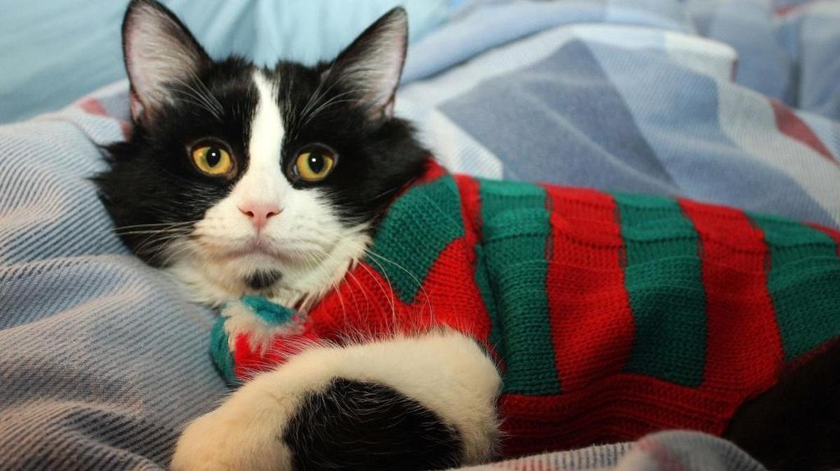 Pet Photo NightSouthPark Mall, 4400 Sharon RoadSunday, 7-9 p.m.: Bring your pet to pose with Santa. Free. Register at bit.ly/1MNjJZy.