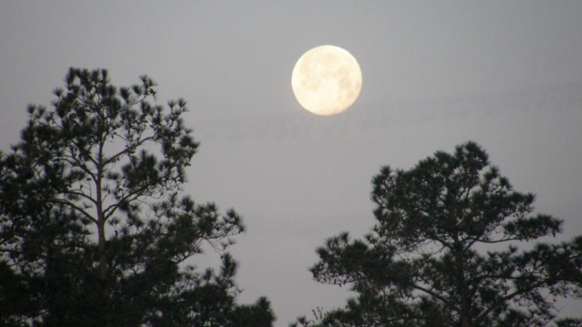 Full Moon HikeLatta Plantation Nature Center, 6211 Sample Road, HuntersvilleFriday, 7-8:30 p.m.: Bring the family to explore Latta Plantation Nature Preserve by the light of the full moon – an opportunity that comes just once a month. Free. www.facebook.com/NatureCenters