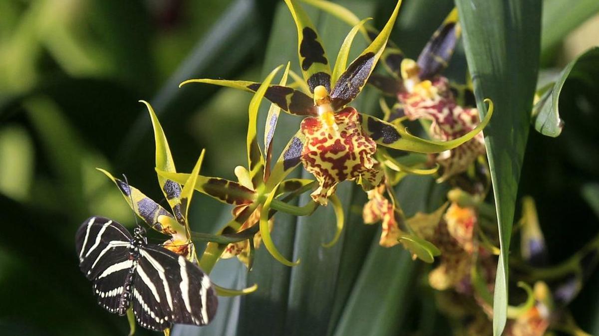 Valentine’s Orchid SaleUNC Charlotte Botanical Gardens, 9090 Craver RoadSaturday, 9 a.m. – 3 p.m.: Choose from a variety of healthy, blooming orchids well-suited to the home environments. Orchids priced $15-$40; cash, check and charge accepted. gardens.uncc.edu