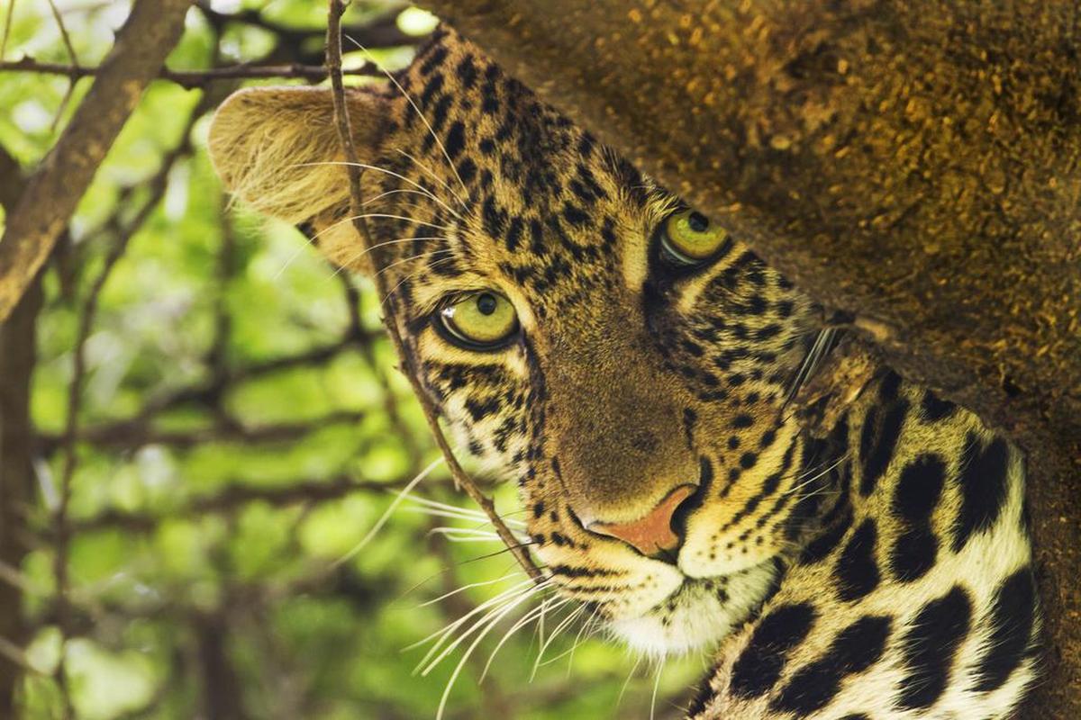 Another of Bouknight’s photos: A leopard, photographed at Serengeti National Park in Tanzania.