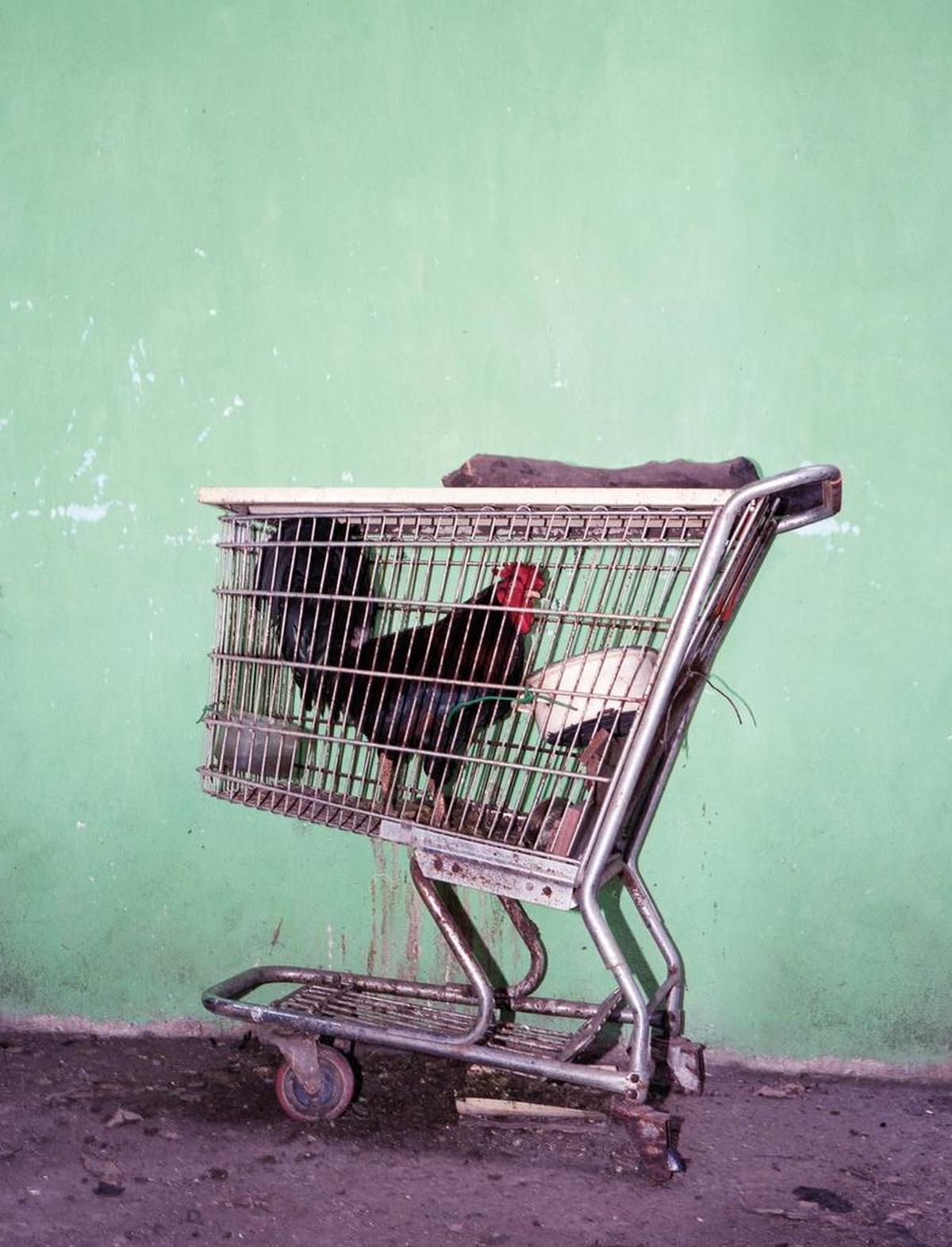 Fernando Montiel Klint’s “Gallo” from the series “Muro de la Concentracion II,” 2014.