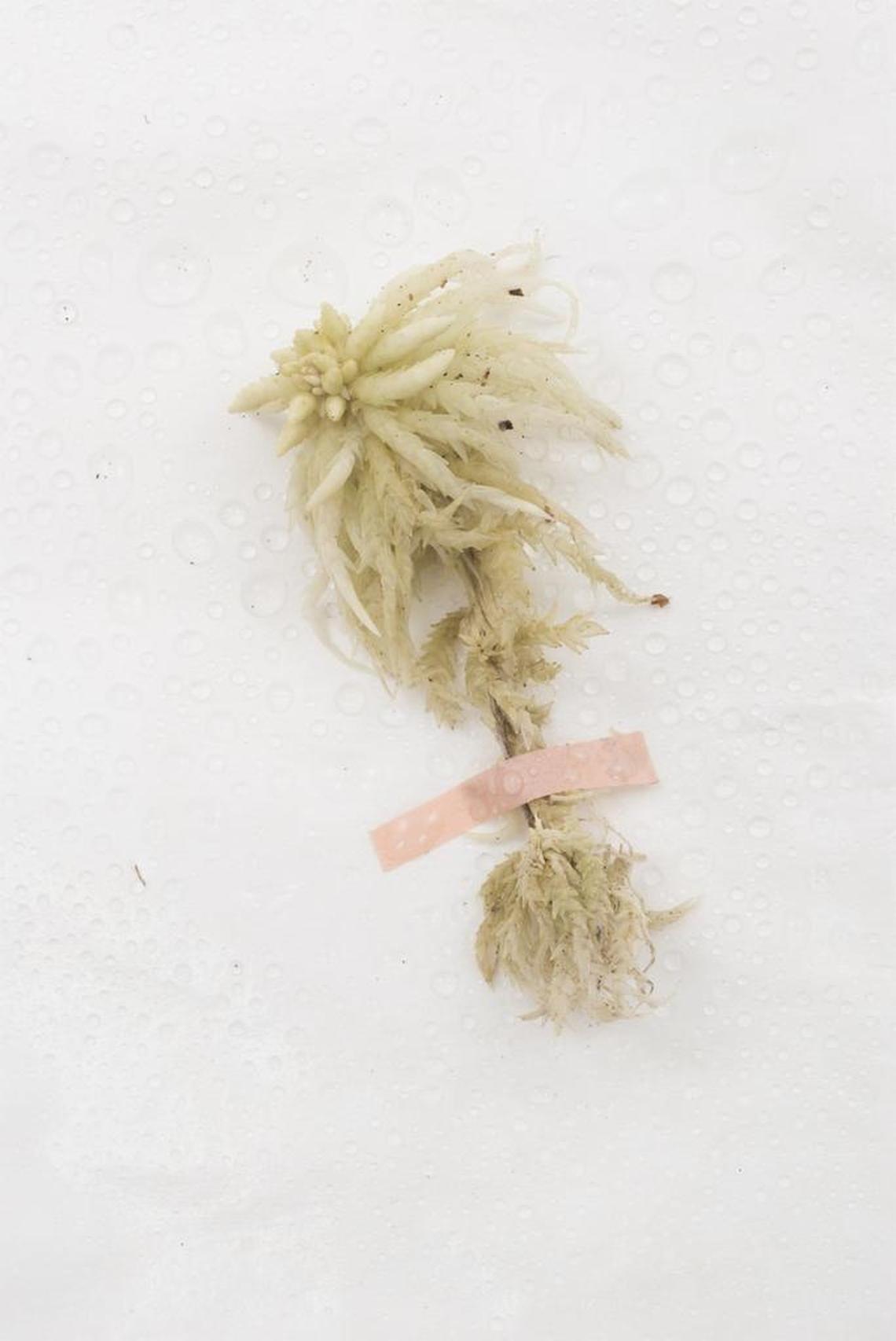 Marion Wilson’s “Entombment,” 2016.