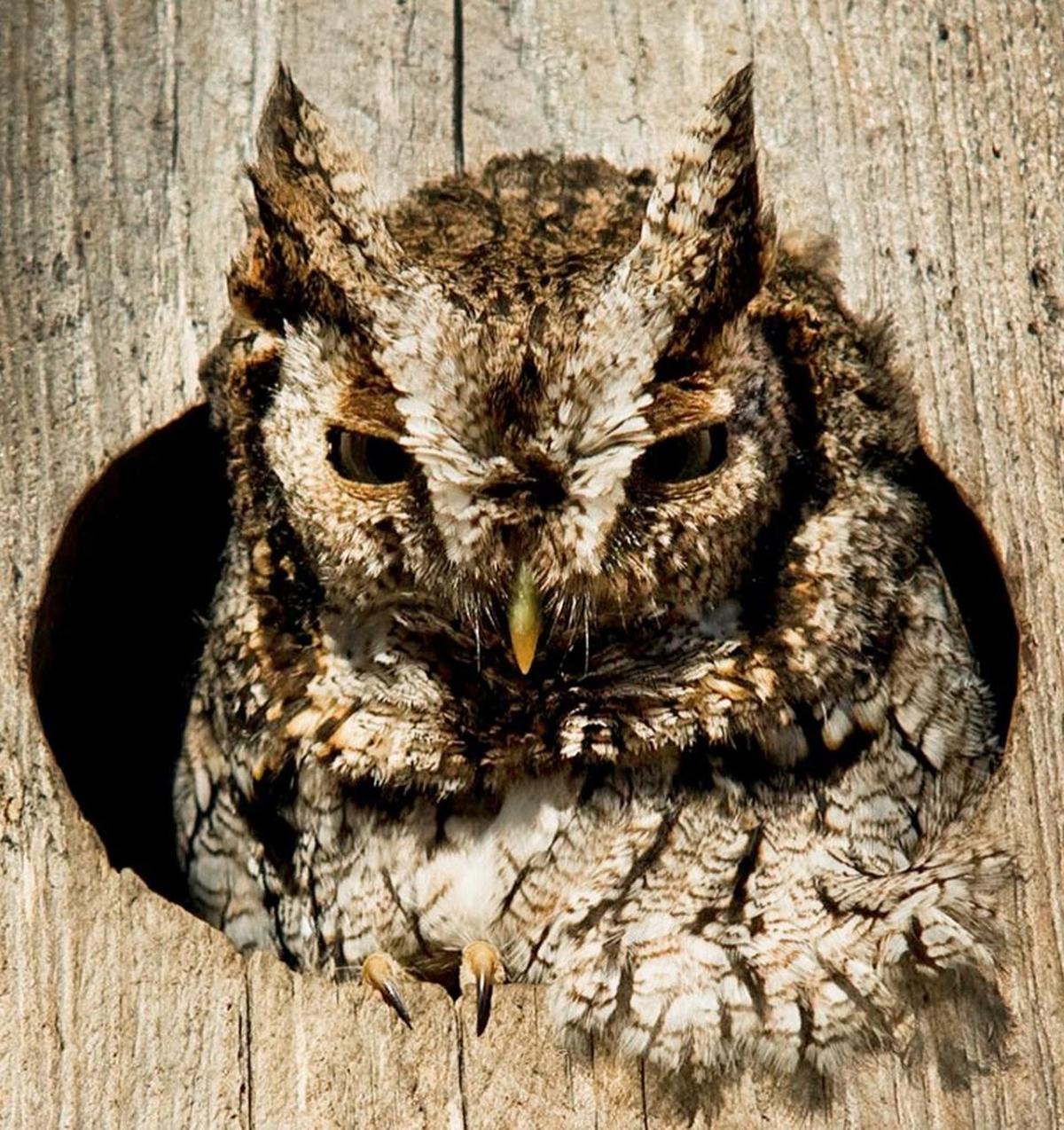 Screech-owl in a duck box.
