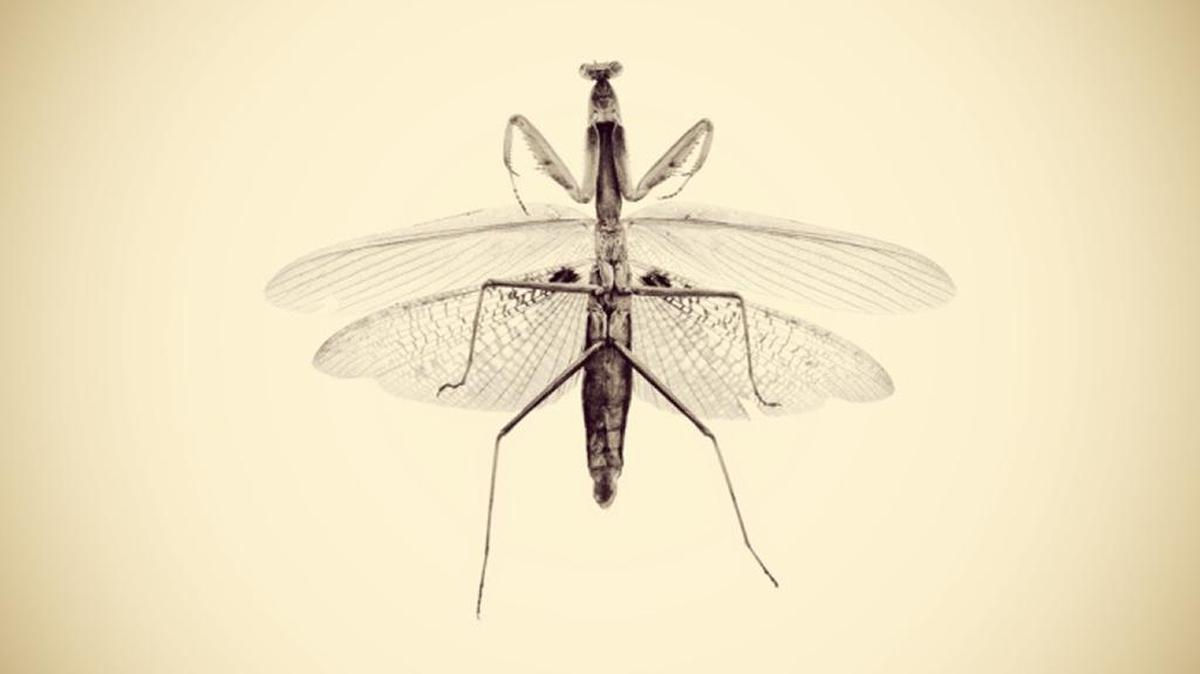 “Untitled,” archival pigment print from “A Photographic Survey of the American Yard” by Josh White.