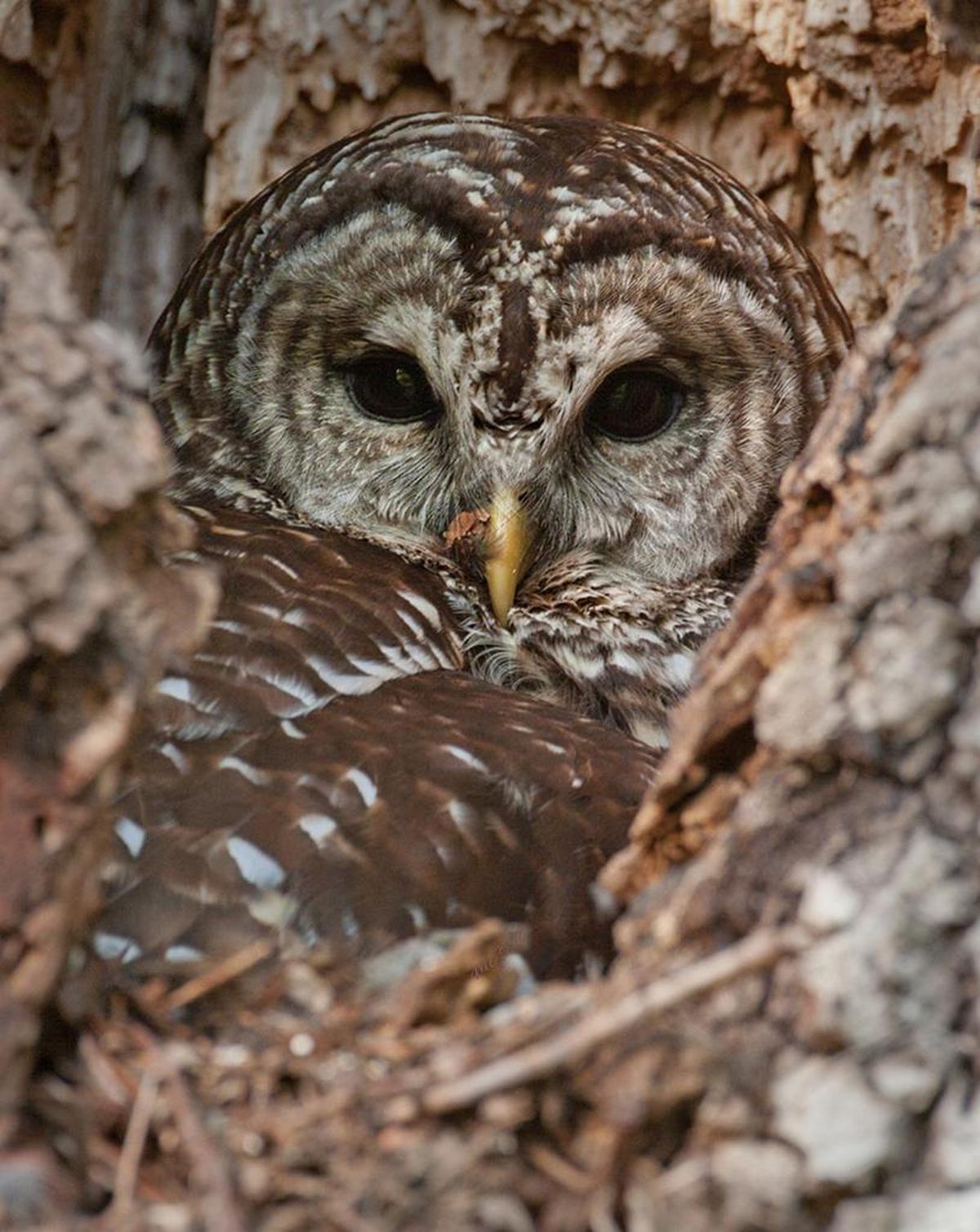 One of Bouknight’s photos, which he posts at Nature Nook Wildlife Photography on Facebook: a barred owl.