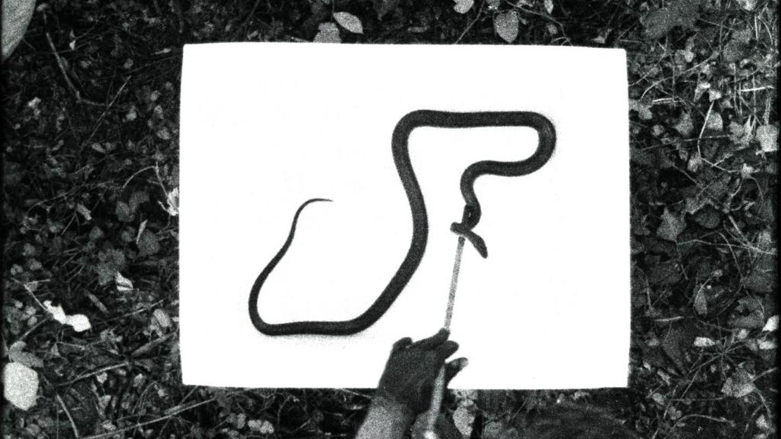 “Drawing E. Obsoleta,” 2011, by Jeff Whetstone – 16mm film transferred to digital video.