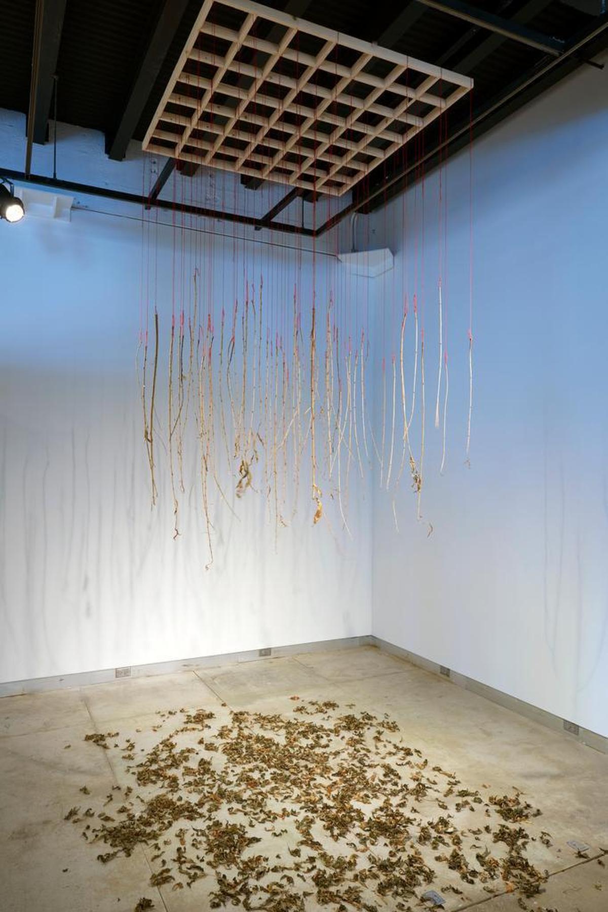 “Eclipse Peach,” 2017. These are peach “wands” – 24- to 36-inch sections of branches from this year’s growth.