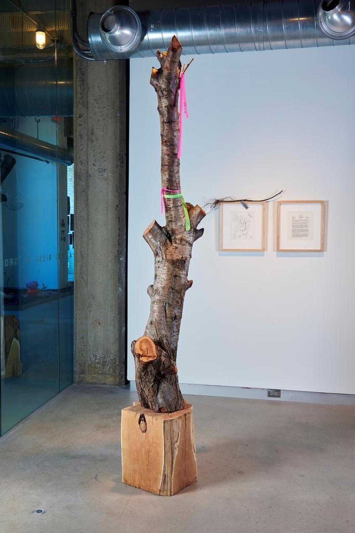 “Untitled (Plum bole),” 2014/17. A trunk section (those are called “boles”), collected in 2014 from the last research plum orchard in the eastern United States.