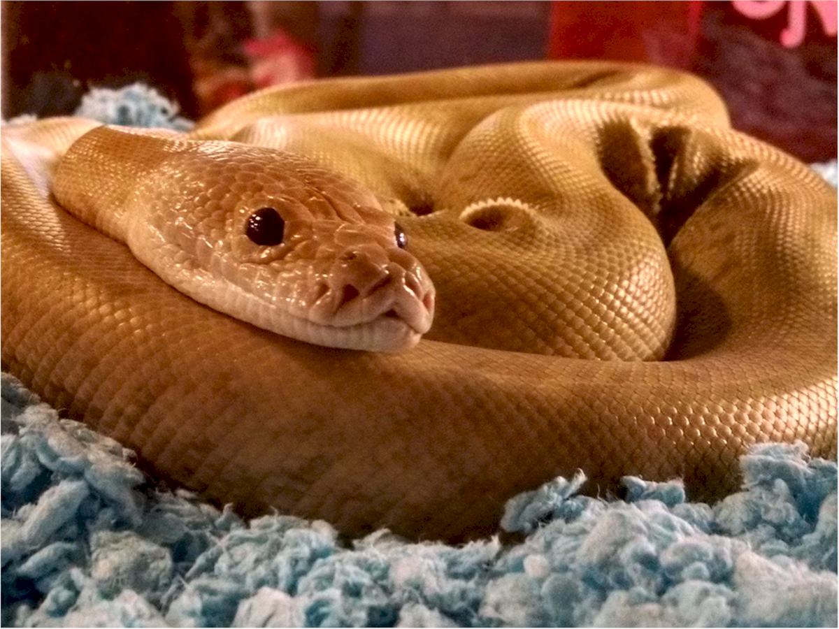Albino Burmese python at Repticon.