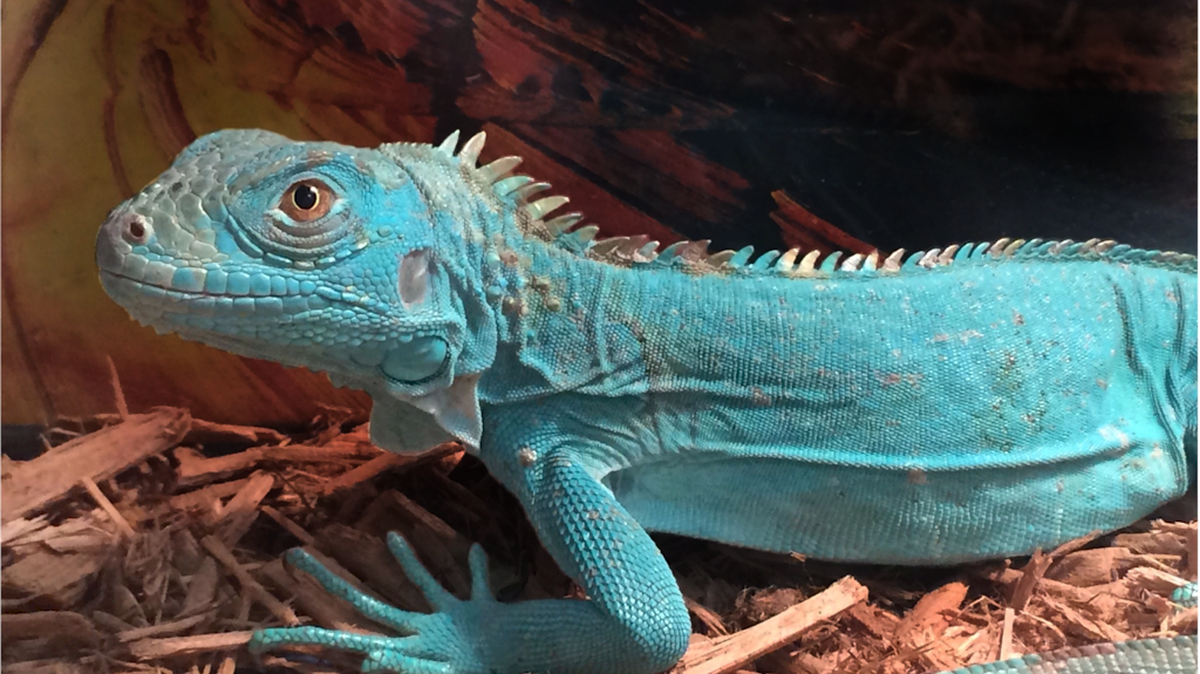 A blue iguana at Repticon.