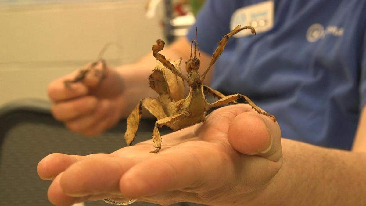 “Bug Lab” will offer plenty of live-action bugs, too, like this Dead Leaf Mantis.