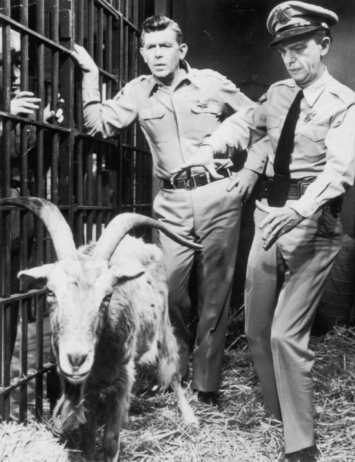 Andy Griffith, left, as Sheriff Andy Taylor and Don Knotts, right, as Barney Fife in a scene from the classic “Loaded Goat” episode of The Andy Griffith Show.