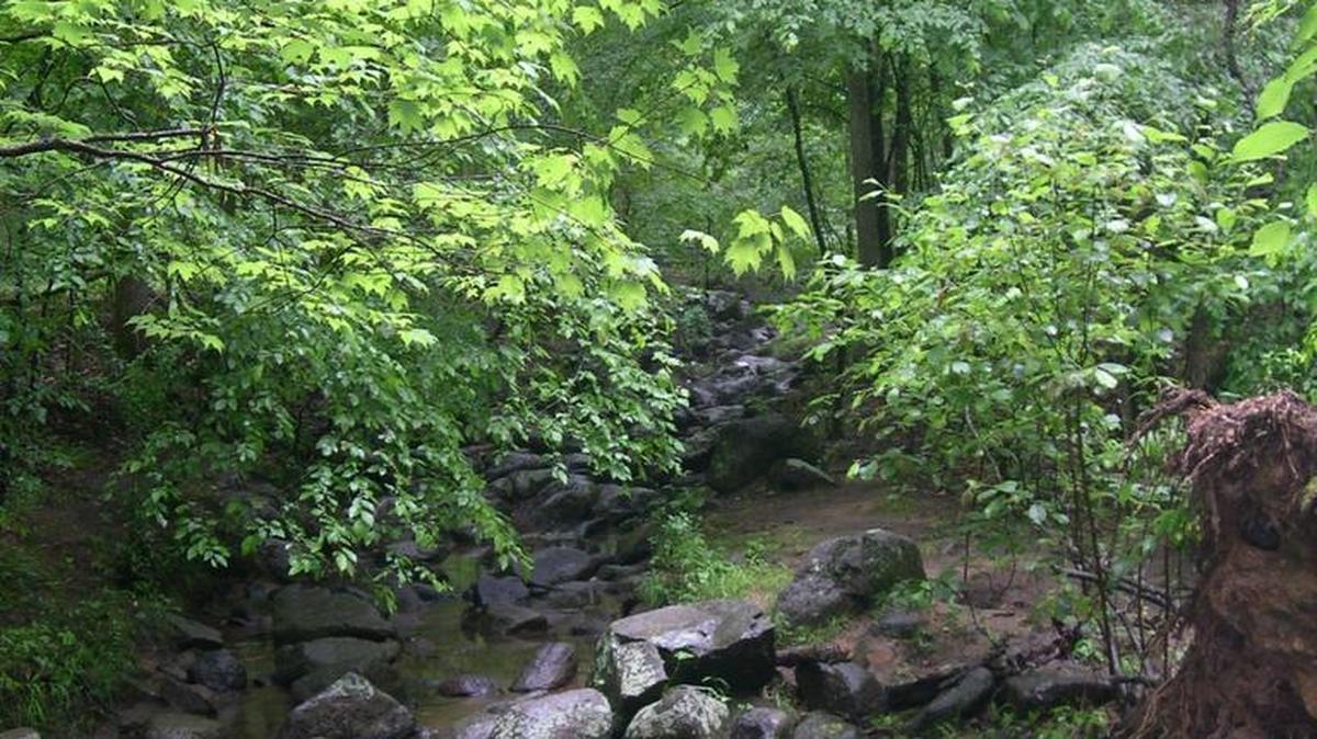
Adult Hiking Series: BirdsMcDowell Nature Preserve, 15222 York RoadTuesday, 10 a.m.: Get up and get active during this free one-hour hike through the preserve.

