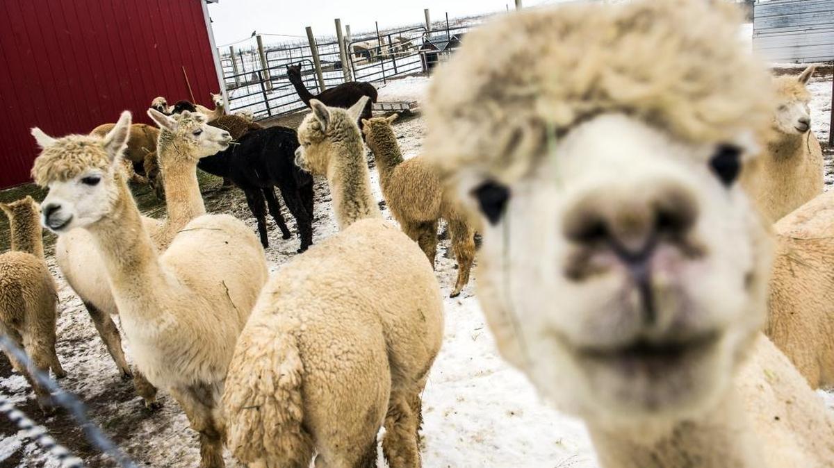 Carolina Alpaca Celebration Cabarrus Arena and Events Center, 4751 NC Hwy 49 North, ConcordSunday, 8 a.m. - 4 p.m.: More than 600 alpacas are registered from all over the country, and an assortment of educational seminars and classes are available. Other activities include a silent auction, fiber arts and skein contests, spin-off contest, and vendors and gifts. Free. carolinaalpacacelebration.com
