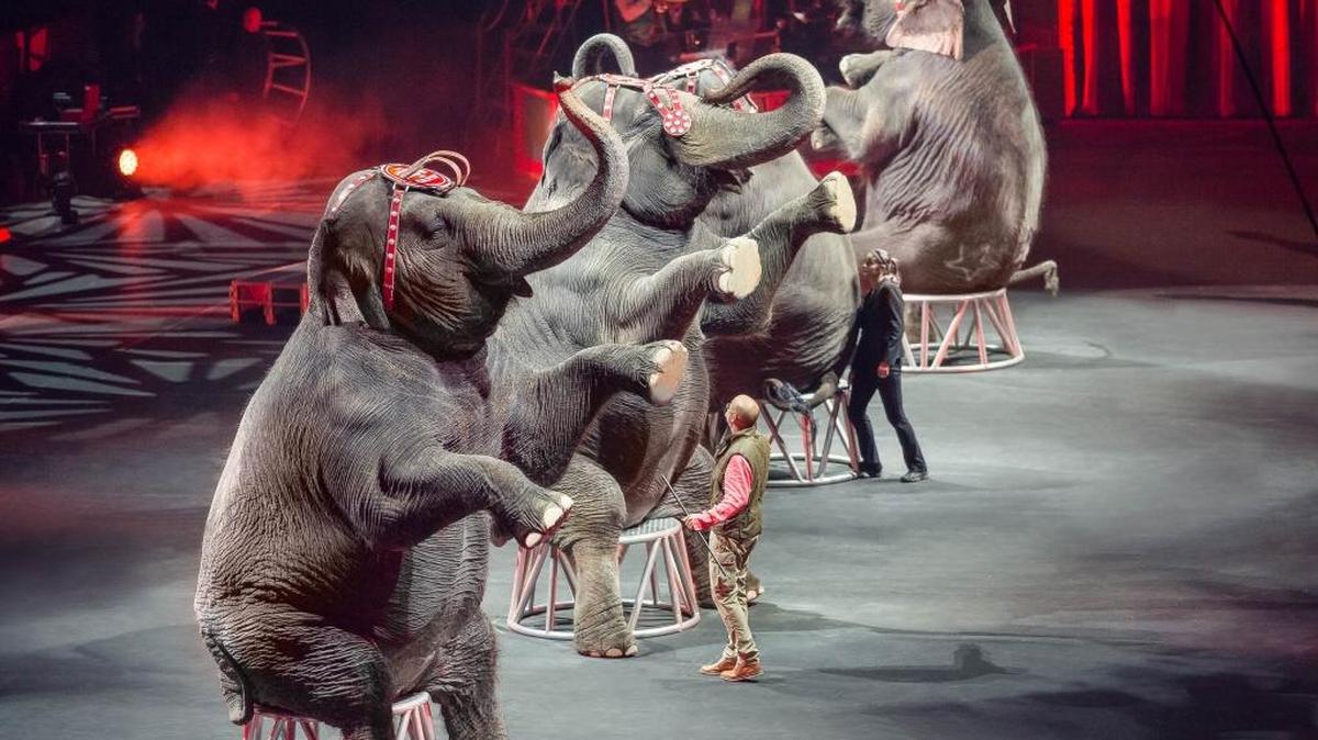 Ringling Bros. announced earlier this month that it would retire its elephants to its Center for Elephant Conservation in Florida in May, almost two years earlier than previously announced. There will also be no elephant walk this year.