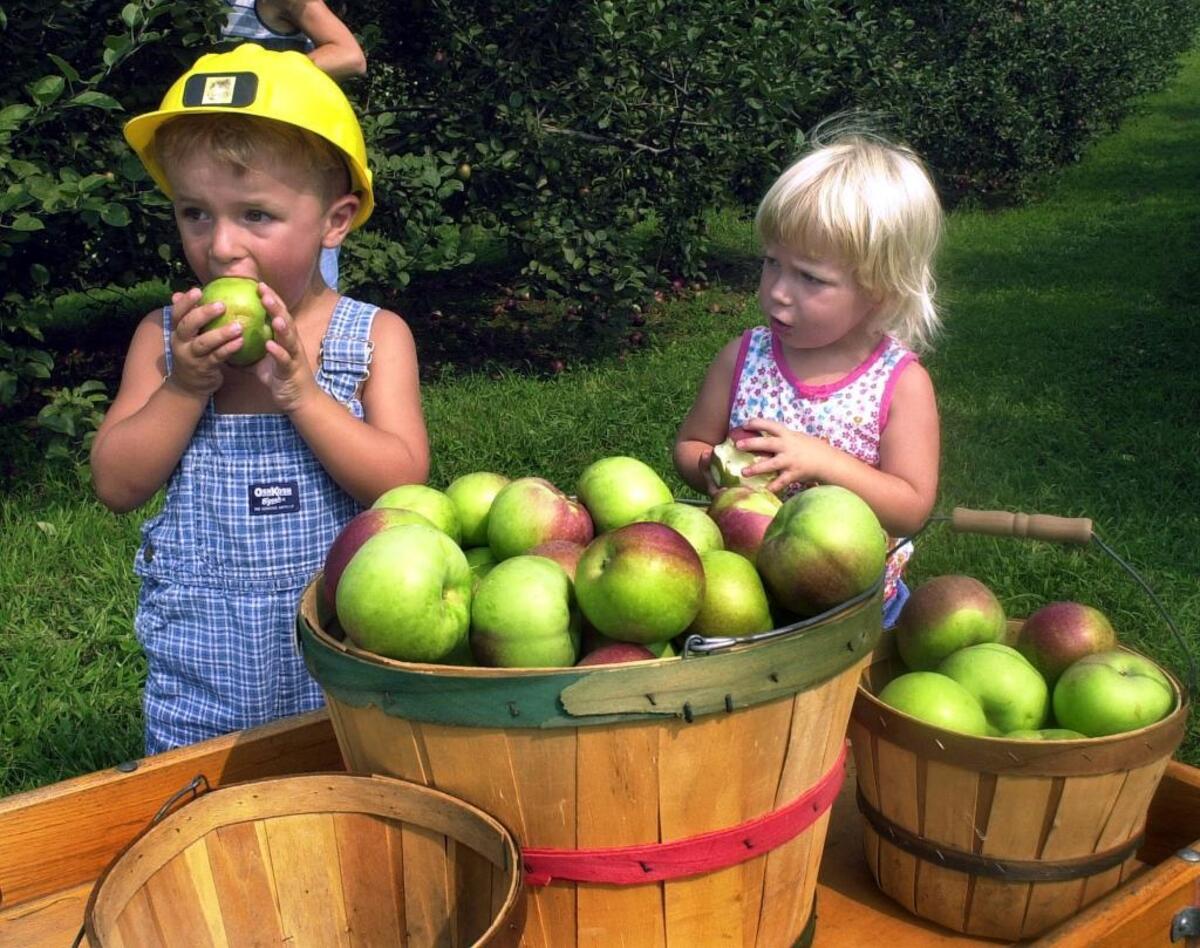 Sky Top Orchard offers multiple varieties of apples.