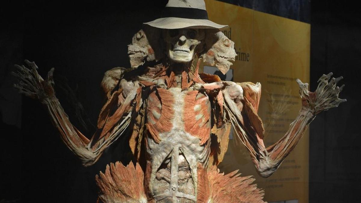 Body Worlds and The Cycle of LifeDiscovery Place, 301 N. Tryon St.Tuesday, 9 a.m. - 4 p.m.: The latest exhibit by physician and anatomist Dr. Gunther von Hagens shows the body throughout the human life cycle and across the arc of aging. Admission: non-members $24 adults, $20 children ages 2-13; members $12 adults, $10 children. www.discoveryplace.org