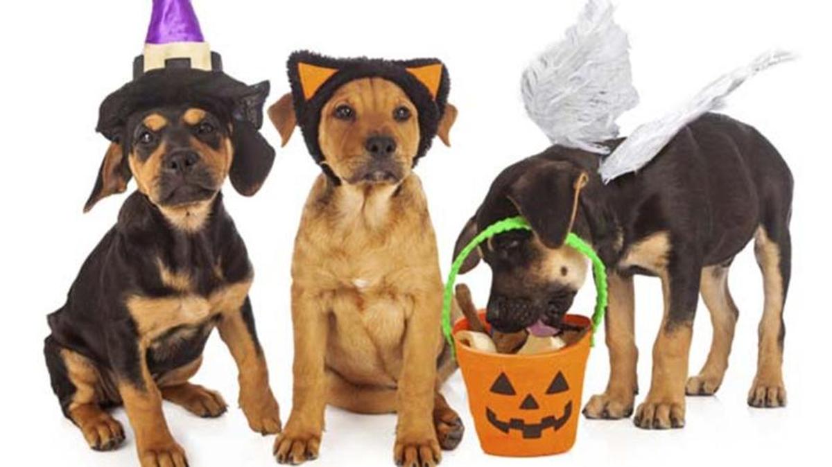 Growl-o-WeenBulldog Beer and Wine, 2447 Park Road, BThursday, 6-9 p.m.: The second annual event features a dog costume contest to benefit Classroom Central. Prizes for best small dog, big dog, scariest, cutest and spiciest dog costumes. See www.bulldogbeerandwine.com.