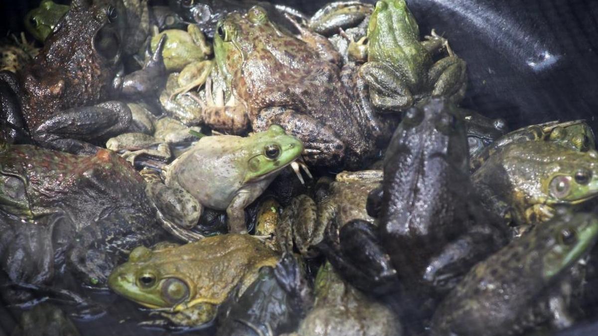FrogWatch USACharlotte Nature Museum, 1658 Sterling RoadFriday, 1 p.m.: Learn about local frog species and wetlands, then join in a national citizen science program to collect data on the calls of nearby frogs and toads. Museum admission $8, www.charlottenaturemuseum.org.