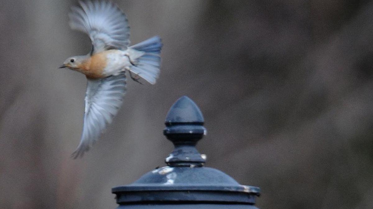 
A female bluebird flies off a street light at Daniel Stowe Botanical Garden. 
