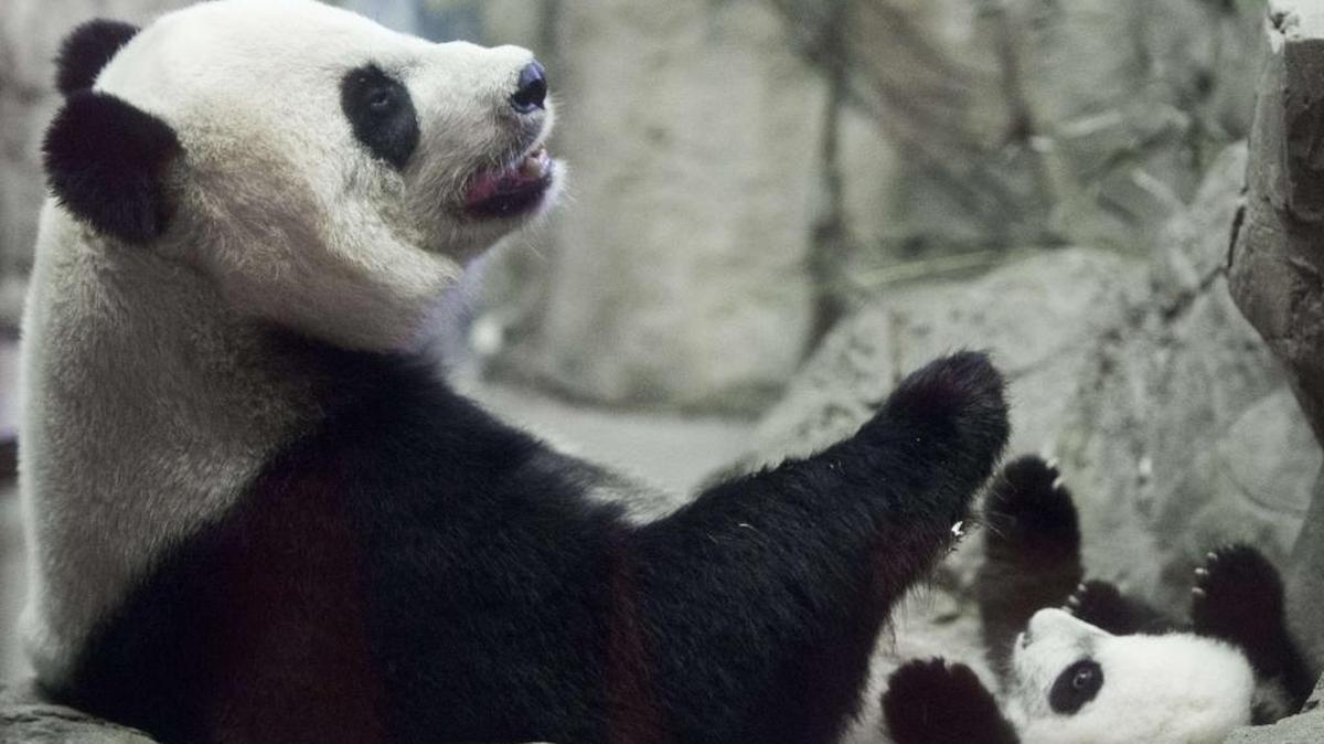 Pandas: The Journey Home in IMAXDiscovery Place, 301 N. Tryon St.Tuesday, 10 a.m., noon, 4 p.m.: The natural-history film captures the highly endangered giant pandas living in Wolong National Nature Reserve in China. Cost $5 members, $10 adult non-members, $9 children and seniors non-members. www.discoveryplace.org