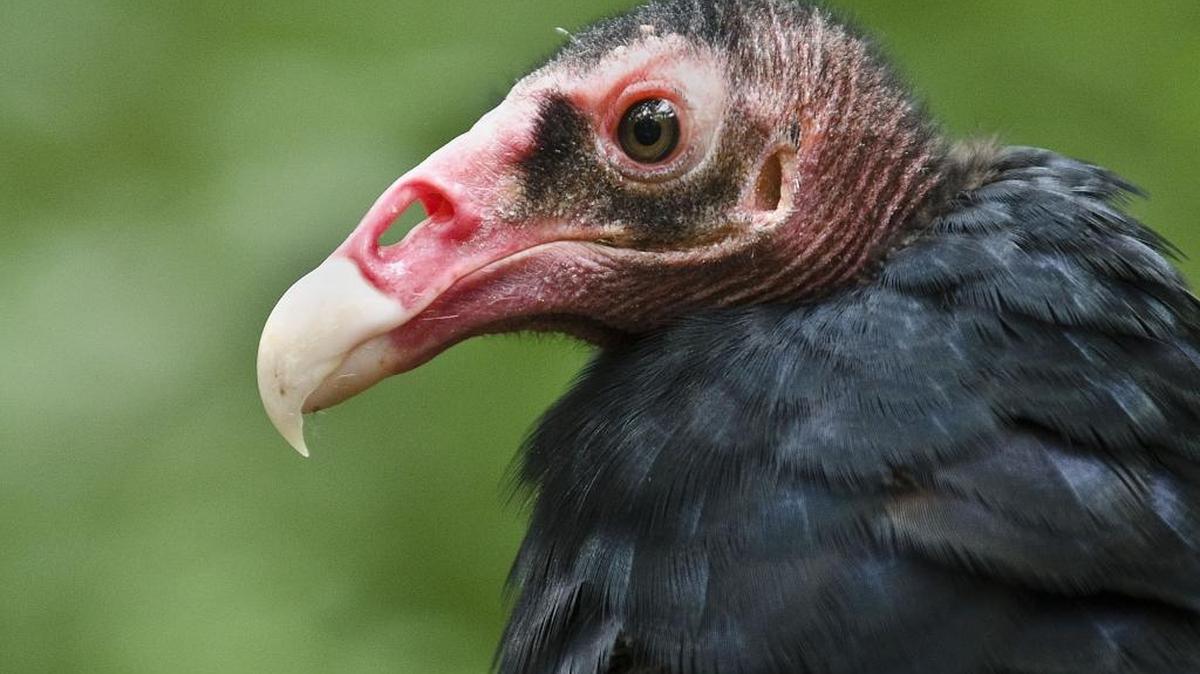 
Come out and meet Oshem, a turkey vulture,  at the Carolina Raptor Center in Huntersville on Saturday.
