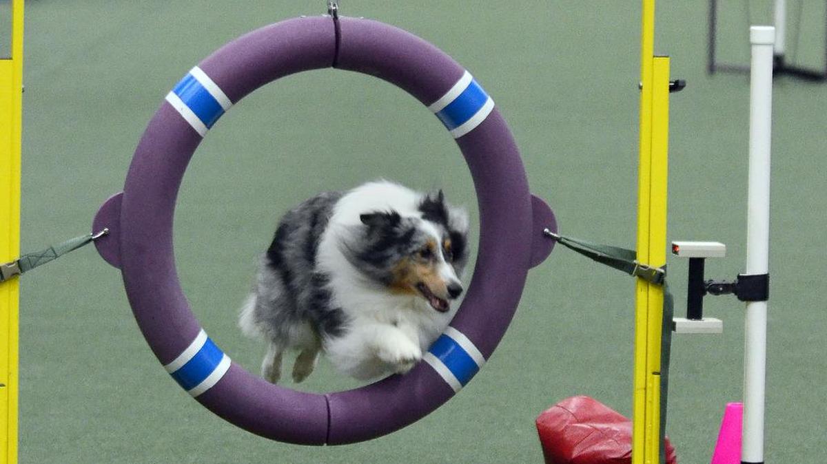
Greater Monroe Kennel Club Four-Day Agility Trial Cabarrus Arena and Events Center, 4751 NC 49, Concord Thursday, 7 a.m.  A four-day agility trial begins Thursday and ends Sunday. Event is free for spectators, parking is $5. Agility trials begin about 7 a.m. each day and conclude at 5 p.m.


