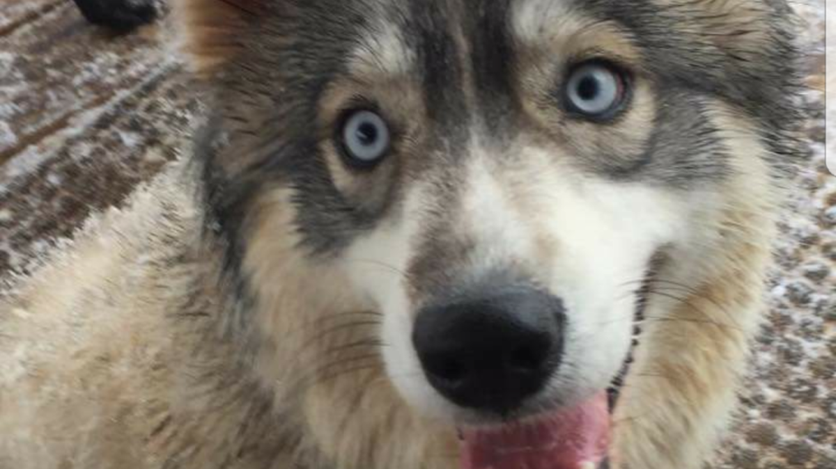 Akira is a Husky who will be up for adoption at a Birdsong Brewing fundraiser for the Greater Charlotte SPCA.
