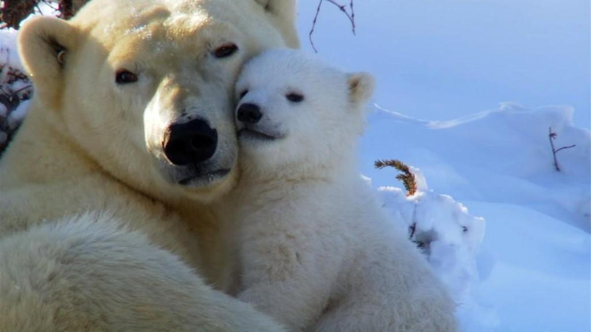 Polar Bears from the “Hello World!” episode featuring Christina Aguilera.
