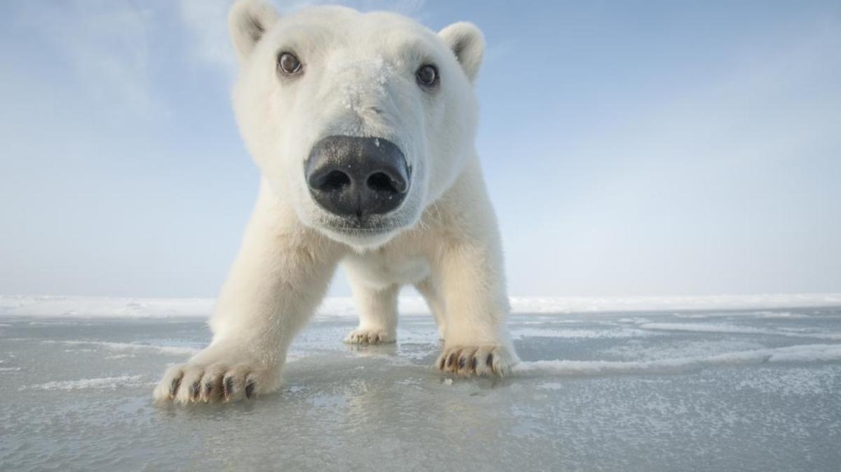 A curious young Polar bear (Ursus maritimus) approaches over newly forming pack ice during autumn freeze up in the Beaufort Sea, off the Arctic coast, Alaska.
