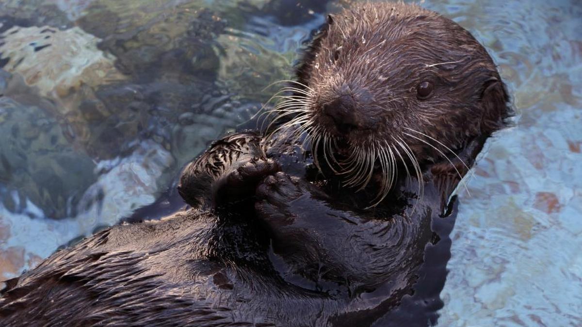 
Selka, a female Southern sea otter from the University of California at Santa Cruz's Long Marine Lab, was a guest of the Monterey Bay Aquarium in spring of 2015 while her enclosure at LML was renovated.
