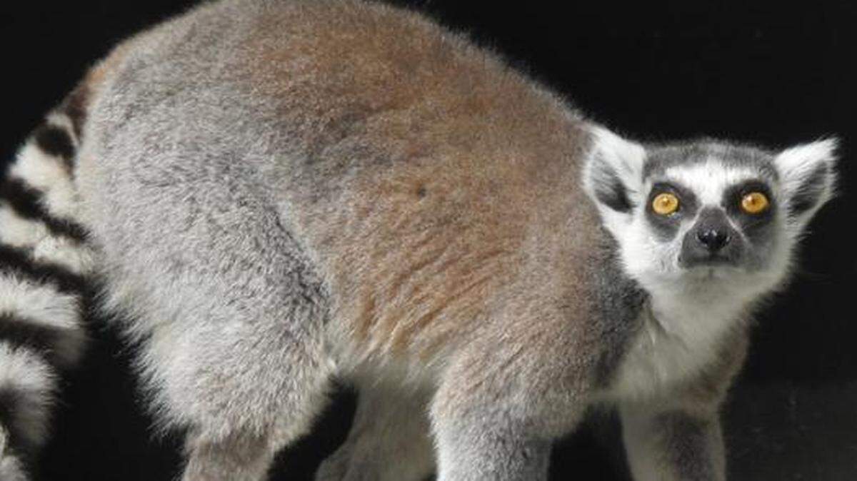 
A lemur at the Duke Lemur Center at Duke University.
