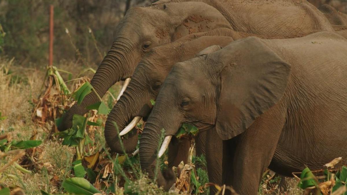 Elephants devour a banana field in “NOVA: Wild Ways.”