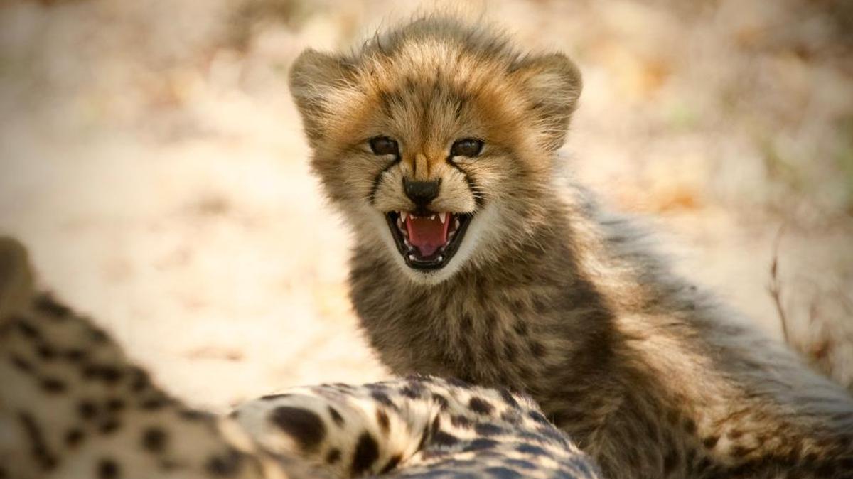 A baby cheetah at the Hoedspruit Endangered Species Centre, Namibia.