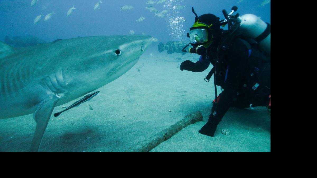 
Shark Expert, Greg Skomal comes face to face with a tiger shark off Florida.
